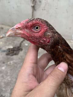 Aseel Murga Murgi