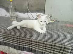 Kitten for sale