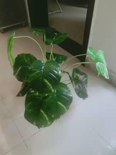 artificial plant (check location then contact )