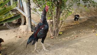 Nawab Aseel Pathay Pathiyaan