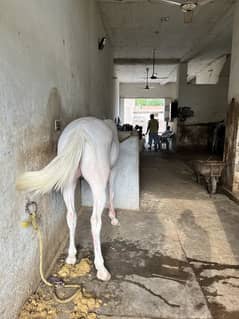 Pure nukhri dancer ghori for sale sirf serious log rabta krain