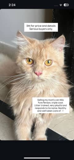 Persian Male Cat