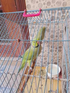 Ringneck pair fully tame
