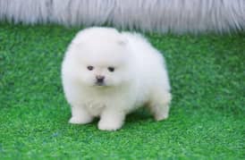 pomeranian puppy fofor sale