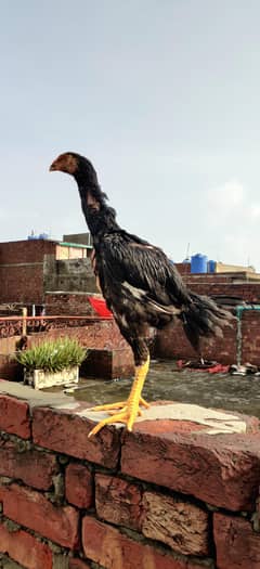 black o shamo patha for sale age 2.5 month