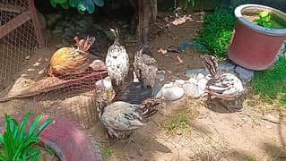 Fancy Chicks