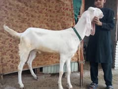 Bakra for sale