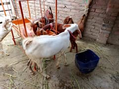 bakra