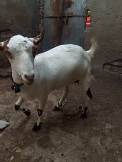 babrari