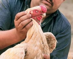 india parrot beak long taile for sale 03088201234