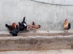 desi hens /shamo aseel / desi chicks