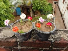 plant gul dopahri