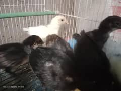 Golden misri 11 + lohmann brown cross 2 chicks