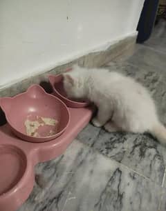 Cat Persian | cat baby | kittens | Blue eyes | ωatsap03186127889