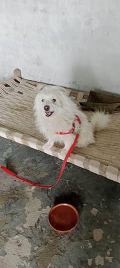 dog for sale