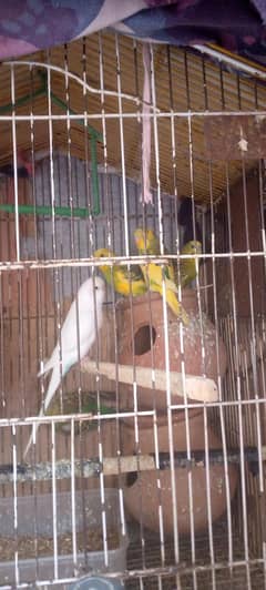 stalion parrot for sale