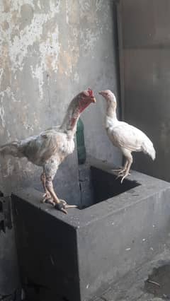 shamo+vait