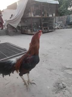 Main walle Breed