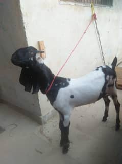 bakra