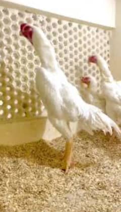 2 hen and one male pure shamo