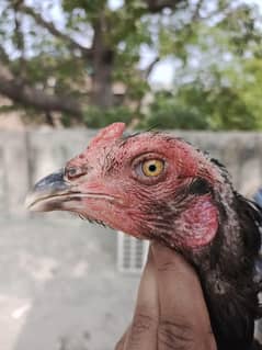 Pure Thai Aseel Pathi age 1 saal . Pakoye/ Burmi/ Trat/ Shamoo