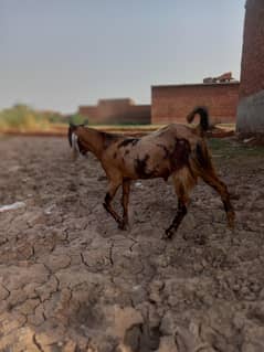 دس ماہ کا صحت مند بکرا برائے فروخت – 50-55 کلو وزن