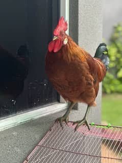 Healthy Rhode Island Red Rooster – 6 Months Old – Wapda Town