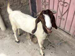 goat for sale