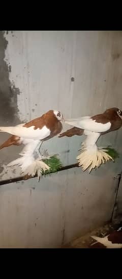 Red megpai pouter chicks pair