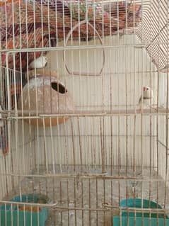 Finches