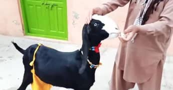 2 Bacchon Ka Sath Desi Bakri For Sale Call _+03704815729