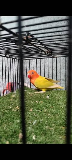 Green opaline PF B2