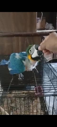 Macaw parrots  hand tame chick for sale /parrots /macaw