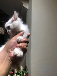 Persian cat 2 cot