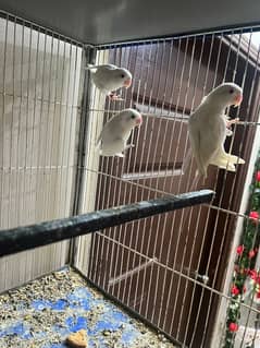 2 breader pair white Red eyes albino