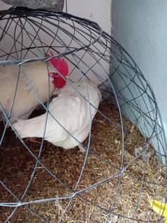 Egg laying pair for sale