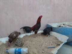 Aseel murghay for sale
