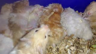 Hamster