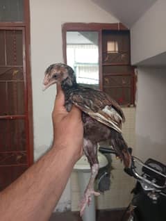 Aseel chicks and lovebirds available