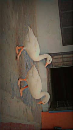 phone number and Whatsapp number 03212275927
