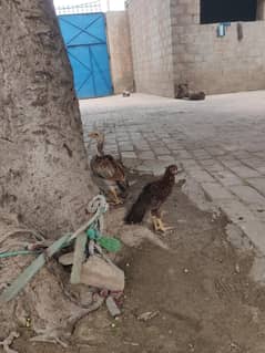 Jawa and lasani breed