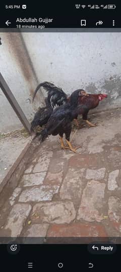 سیل