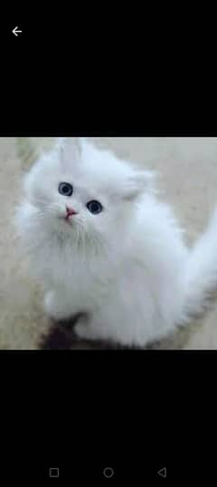 Persian
