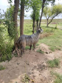 bakra for sale