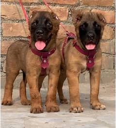 Kurdish Kangal dog pair 2 month for sale security dog
