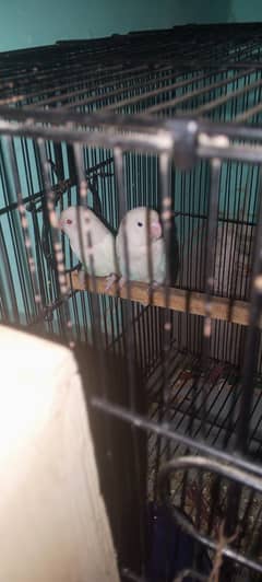 Albino red eyes  and blues pastal