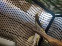 brider pair with chick and box