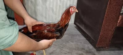 Murga for Sale urgent