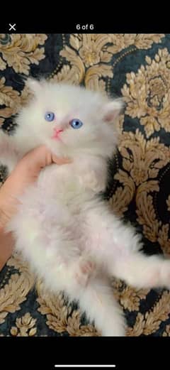 Persian kitten for urgent salemy WhatsApp number 0331 9289880