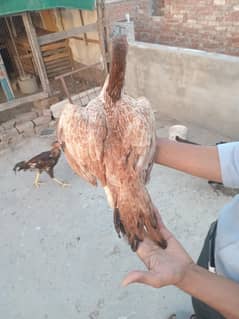 pure aseel madiya for sale ready to breed 0/3/2/8 8/3/2/3/5/6/5